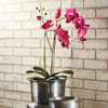 Napa Home & Garden Phalaenopsis X 2 Drop-In