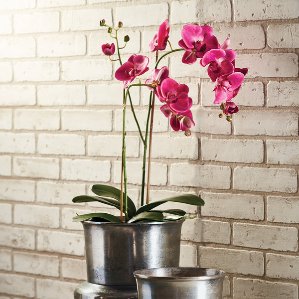 Napa Home & Garden Phalaenopsis X 2 Drop-In
