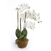 Napa Home & Garden Phalenopsis Orchid Drop-In