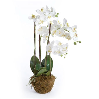 Napa Home & Garden Phalenopsis Orchid Drop-In