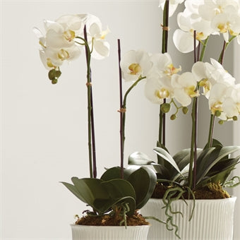Napa Home & Garden Phalenopsis Orchid Drop-In