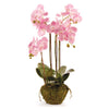 Napa Home & Garden Phalenopsis Orchid Drop-In