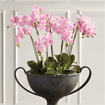 Napa Home & Garden Phalenopsis Orchid Drop-In