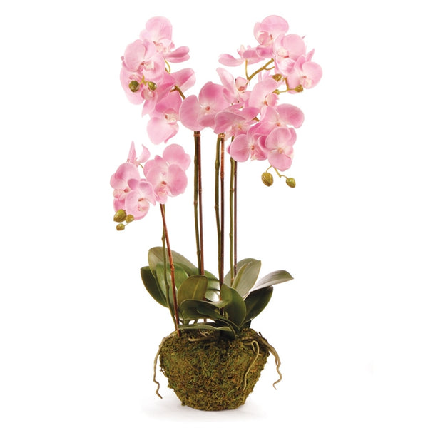 Napa Home & Garden Phalenopsis Orchid Drop-In