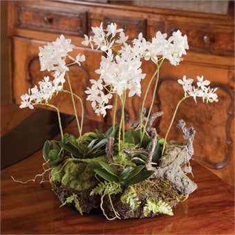 Napa Home & Garden Mini Dendrobium w/ Rustic Drop-In