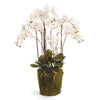 Napa Home & Garden Phalaopsis Orchid Drop-In