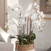 Napa Home & Garden Phalaopsis Orchid Drop-In