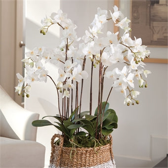 Napa Home & Garden Phalaopsis Orchid Drop-In