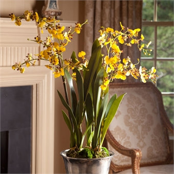 Napa Home & Garden Dancing Orchid Drop-In