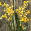 Napa Home & Garden Dancing Orchid Drop-In