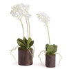 Napa Home & Garden Dendrobium Orchid Drop-In - Set of 2