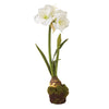 Napa Home & Garden Amaryllis Drop-In