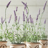Napa Home & Garden French Lavender Drop-Ins - Set of 6