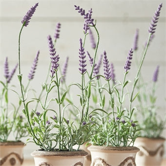 Napa Home & Garden French Lavender Drop-Ins - Set of 6