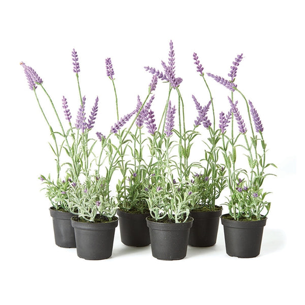 Napa Home & Garden French Lavender Drop-Ins - Set of 6