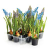 Napa Home & Garden Muscari Drop-Ins - Set of 12