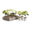 Napa Home & Garden Mini Hydrangea Potted - Set of 12
