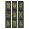 Napa Home & Garden Framed Fern Botanical Prints - Set of 9