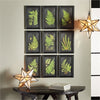 Napa Home & Garden Framed Fern Botanical Prints - Set of 9