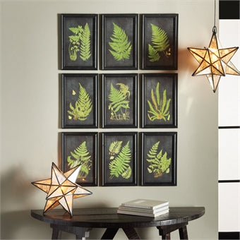 Napa Home & Garden Framed Fern Botanical Prints - Set of 9