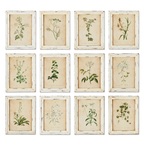 Napa Home & Garden Wild Flower Botanical Prints - Set of 12