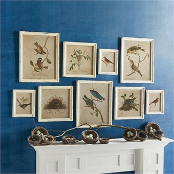 Napa Home & Garden Framed Aviary Bird & Nest Habitat Prints - Set of 9