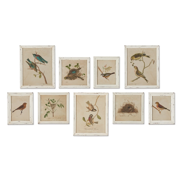 Napa Home & Garden Framed Aviary Bird & Nest Habitat Prints - Set of 9