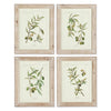 Napa Home & Garden Framed Olive Leaf Botanical Prints - Set of 4