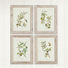 Napa Home & Garden Framed Olive Leaf Botanical Prints - Set of 4