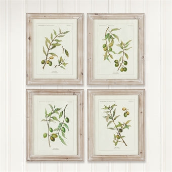 Napa Home & Garden Framed Olive Leaf Botanical Prints - Set of 4