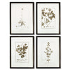 Napa Home & Garden Framed Sepia-Tone Botanical Prints - Set of 4