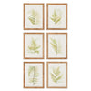 Napa Home & Garden Framed Fern Study - Set of 6