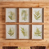 Napa Home & Garden Framed Fern Study - Set of 6