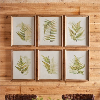 Napa Home & Garden Framed Fern Study - Set of 6