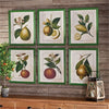 Napa Home & Garden Citrus Prints - Set of 6