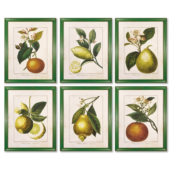 Napa Home & Garden Citrus Prints - Set of 6