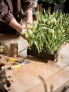 Design House Stockholm Botanic Pot