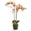 Napa Home & Garden Phalaenopsis Orchid Drop-In