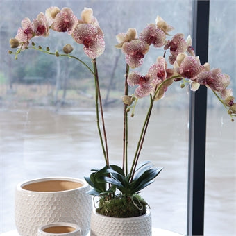 Napa Home & Garden Phalaenopsis Orchid Drop-In