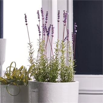 Napa Home & Garden French Lavender Potted