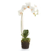 Napa Home & Garden Phalaenopsis Orchid Drop-In