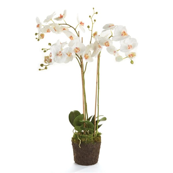 Napa Home & Garden Phalaenopsis Orchid Drop-In