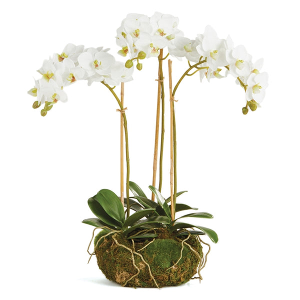 Napa Home & Garden Phalaenopsis Orchid Mini Garden Drop-In