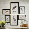 Napa Home & Garden Waterfowl Gallery - Set of 6