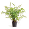 Napa Home & Garden Soft Fern Drop-In