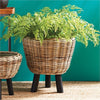 Napa Home & Garden Soft Fern Drop-In