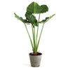 Napa Home & Garden Alocasia Potted