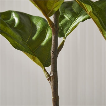 Napa Home & Garden Fiddle Leaf Fig Potted