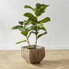Napa Home & Garden Fiddle Leaf Fig Potted