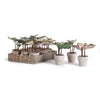 Napa Home & Garden Mini Potted Begonias - Set of 12